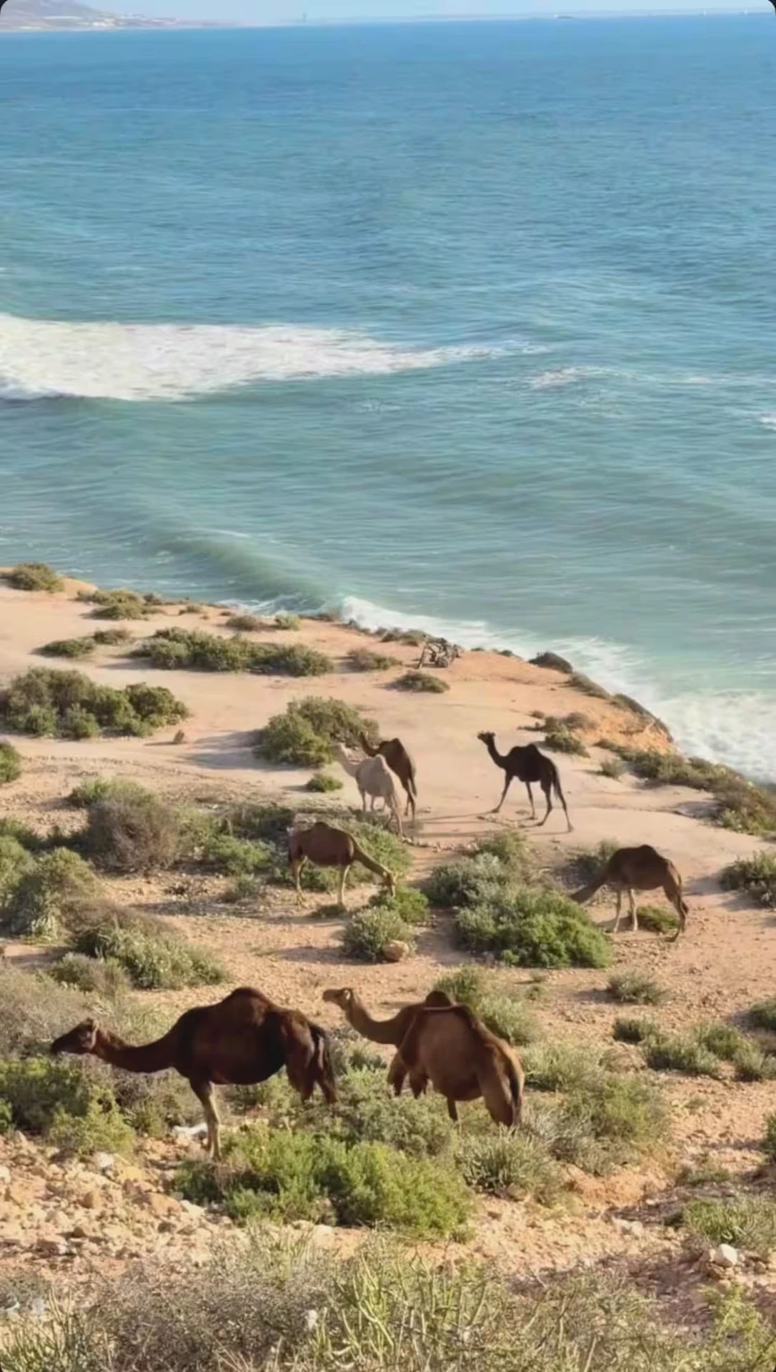 Camels grazing on the cliffs above the Atlantic near Taghazout